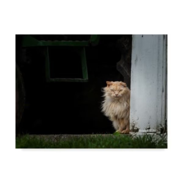 Galloimages Online 'Barn Cat 2' Canvas Art, 24x32, Trademark Fine Art, Mfr#: ALI35030-C2432GG